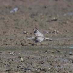 Numenius madagascariensis at Wellington Point, QLD - 31 Aug 2023