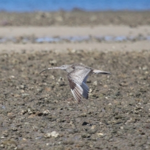 Numenius madagascariensis at Wellington Point, QLD - 31 Aug 2023 01:40 PM
