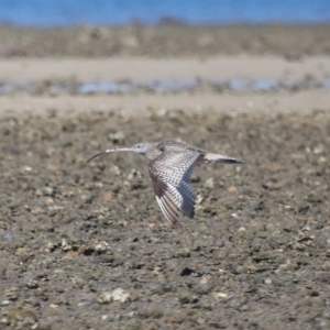 Numenius madagascariensis at Wellington Point, QLD - 31 Aug 2023