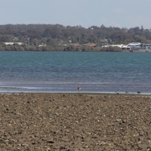 Numenius madagascariensis at Wellington Point, QLD - 31 Aug 2023 01:40 PM