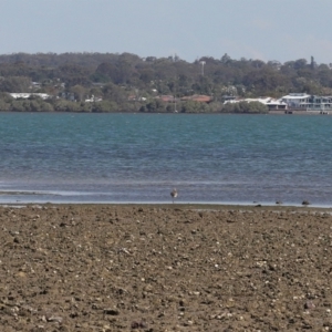 Numenius madagascariensis at Wellington Point, QLD - 31 Aug 2023