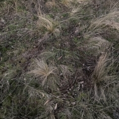 Nassella trichotoma (Serrated Tussock) at The Fair, Watson - 28 Aug 2023 by waltraud