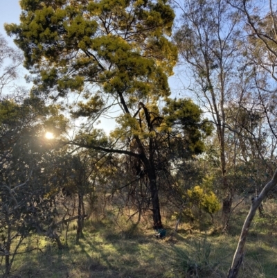 Acacia decurrens (Green Wattle) at Mount Majura - 31 Aug 2023 by waltraud