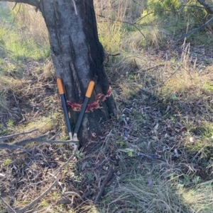 Acacia decurrens at Hackett, ACT - 31 Aug 2023 05:00 PM