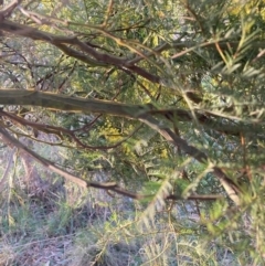 Acacia decurrens at Hackett, ACT - 31 Aug 2023 05:00 PM