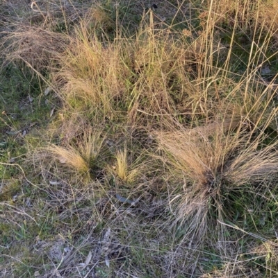 Nassella trichotoma (Serrated Tussock) at Mount Majura - 31 Aug 2023 by waltraud