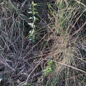 Ligustrum lucidum at Hackett, ACT - 31 Aug 2023