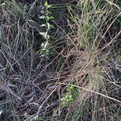 Ligustrum lucidum (Large-leaved Privet) at Hackett, ACT - 31 Aug 2023 by waltraud