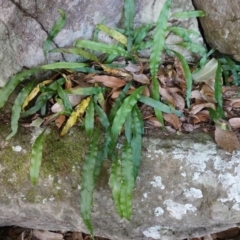 Microsorum scandens (Fragrant Fern) at Yerriyong State Forest - 13 Jul 2023 by RobG1