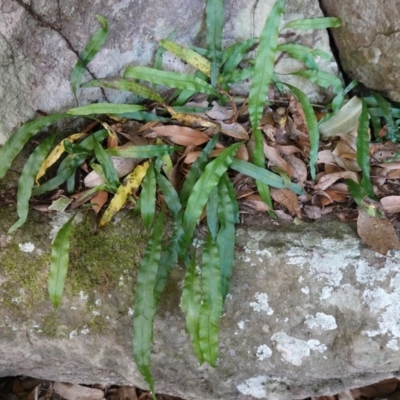 Microsorum scandens (Fragrant Fern) at Yerriyong State Forest - 13 Jul 2023 by RobG1