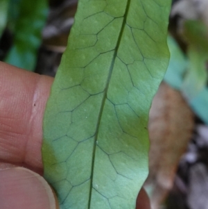 Microsorum scandens at Jerrawangala, NSW - 13 Jul 2023