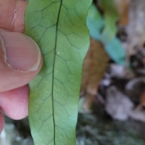 Microsorum scandens at Jerrawangala, NSW - 13 Jul 2023 10:23 AM