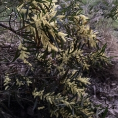 Acacia floribunda (White Sally Wattle, Gossamer Wattle) at Mount Majura - 31 Aug 2023 by waltraud