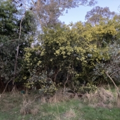 Acacia floribunda at Hackett, ACT - 31 Aug 2023