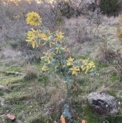 Acacia baileyana (Cootamundra Wattle, Golden Mimosa) at Hackett, ACT - 31 Aug 2023 by waltraud