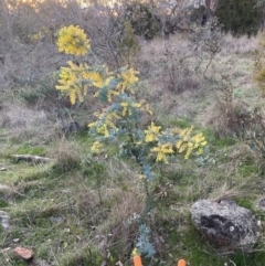 Acacia baileyana (Cootamundra Wattle, Golden Mimosa) at Mount Majura - 31 Aug 2023 by waltraud