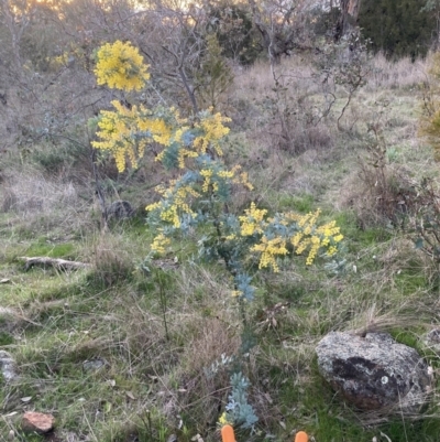 Acacia baileyana (Cootamundra Wattle, Golden Mimosa) at Mount Majura - 31 Aug 2023 by waltraud
