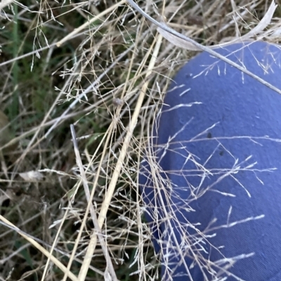 Eragrostis curvula (African Lovegrass) at Hackett, ACT - 31 Aug 2023 by waltraud