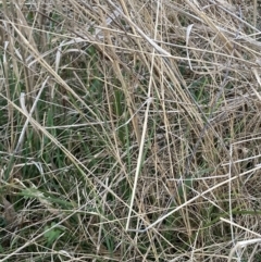 Eragrostis curvula at Hackett, ACT - 31 Aug 2023