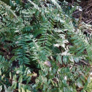 Pellaea falcata at Jerrawangala, NSW - 13 Jul 2023