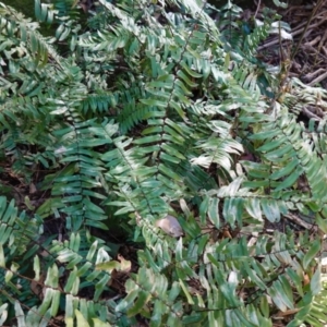 Pellaea falcata at Jerrawangala, NSW - suppressed