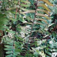 Pellaea falcata at Jerrawangala, NSW - suppressed