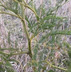 Acacia decurrens (Green Wattle) at Mount Majura - 31 Aug 2023 by waltraud