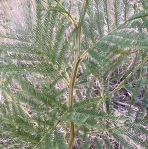 Acacia decurrens at Hackett, ACT - 31 Aug 2023