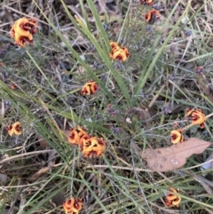 Dillwynia sp. Yetholme (P.C.Jobson 5080) NSW Herbarium at Hackett, ACT - 23 Aug 2023 by waltraud