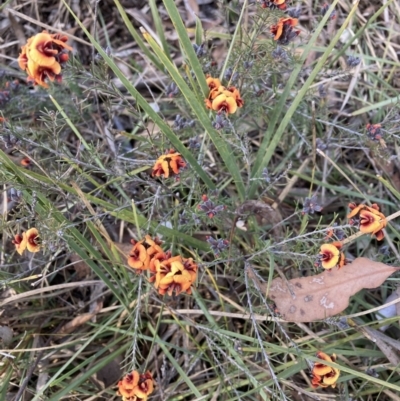 Dillwynia sp. Yetholme (P.C.Jobson 5080) NSW Herbarium at Hackett, ACT - 23 Aug 2023 by waltraud