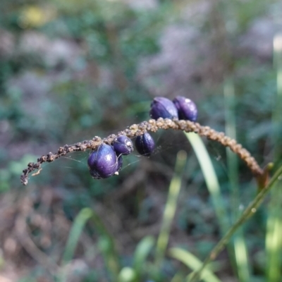 Gymnostachys anceps (Settler's Twine) at Yerriyong State Forest - 13 Jul 2023 by RobG1