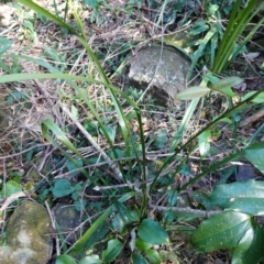 Gymnostachys anceps at Jerrawangala, NSW - 13 Jul 2023