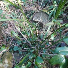 Gymnostachys anceps at Jerrawangala, NSW - 13 Jul 2023 10:26 AM