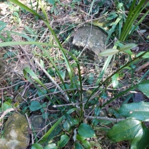 Gymnostachys anceps at Jerrawangala, NSW - 13 Jul 2023