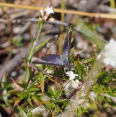 Erina acasta (Blotched Dusky-blue) at Tidbinbilla Nature Reserve - 31 Aug 2023 by RAllen