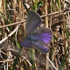 Erina acasta at Paddys River, ACT - 31 Aug 2023 12:24 PM