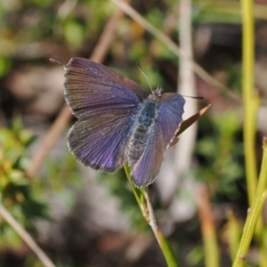 Erina acasta at Paddys River, ACT - 31 Aug 2023 12:24 PM