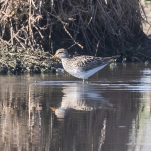 Calidris melanotos at Fyshwick, ACT - 1 Sep 2023 08:50 AM