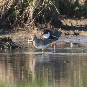 Calidris melanotos at Fyshwick, ACT - 1 Sep 2023 08:50 AM