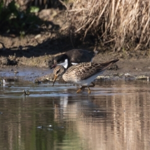 Calidris melanotos at Fyshwick, ACT - 1 Sep 2023 08:50 AM