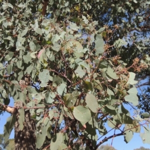 Eucalyptus polyanthemos at Conder, ACT - 19 Mar 2023