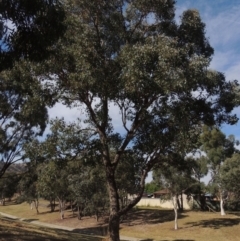 Eucalyptus polyanthemos at Conder, ACT - 19 Mar 2023 09:52 AM