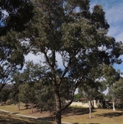 Eucalyptus polyanthemos at Conder, ACT - 19 Mar 2023