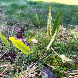 Rumex brownii at Higgins, ACT - 1 Sep 2023