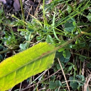 Rumex brownii at Higgins, ACT - 1 Sep 2023 11:23 AM