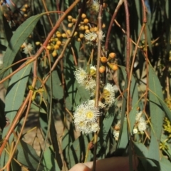 Eucalyptus mannifera (Brittle Gum) at Conder, ACT - 18 Mar 2023 by michaelb