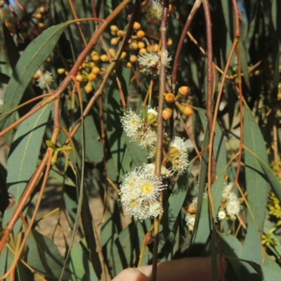 Eucalyptus mannifera (Brittle Gum) at Conder, ACT - 18 Mar 2023 by michaelb