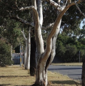 Eucalyptus mannifera at Conder, ACT - 19 Mar 2023 10:05 AM