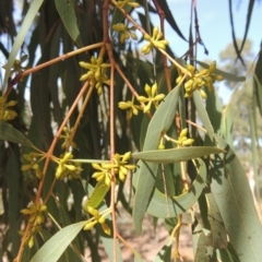 Eucalyptus mannifera at Conder, ACT - 19 Mar 2023