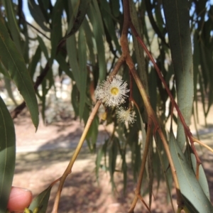 Eucalyptus mannifera at Conder, ACT - 19 Mar 2023 10:05 AM